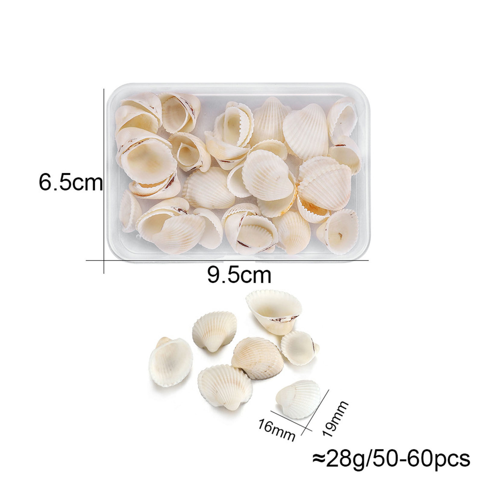 Picture of ( 90g ) Shell DIY Handmade Craft Materials Accessories Natural Conch/ Sea Snail 1 Box