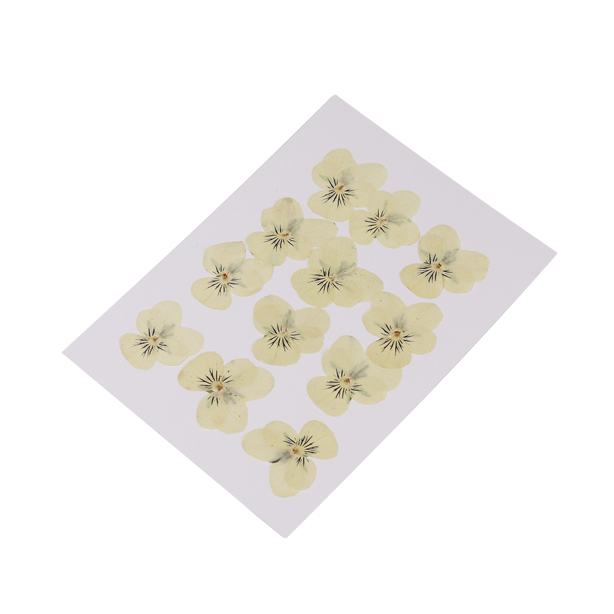 Picture of Real Dried Flower Resin Jewelry DIY Making Craft Yellow Pansy 30mm x26mm(1 1/8" x1") - 22mm x22mm( 7/8" x 7/8"), 1 Packet ( 12 PCs/Packet)