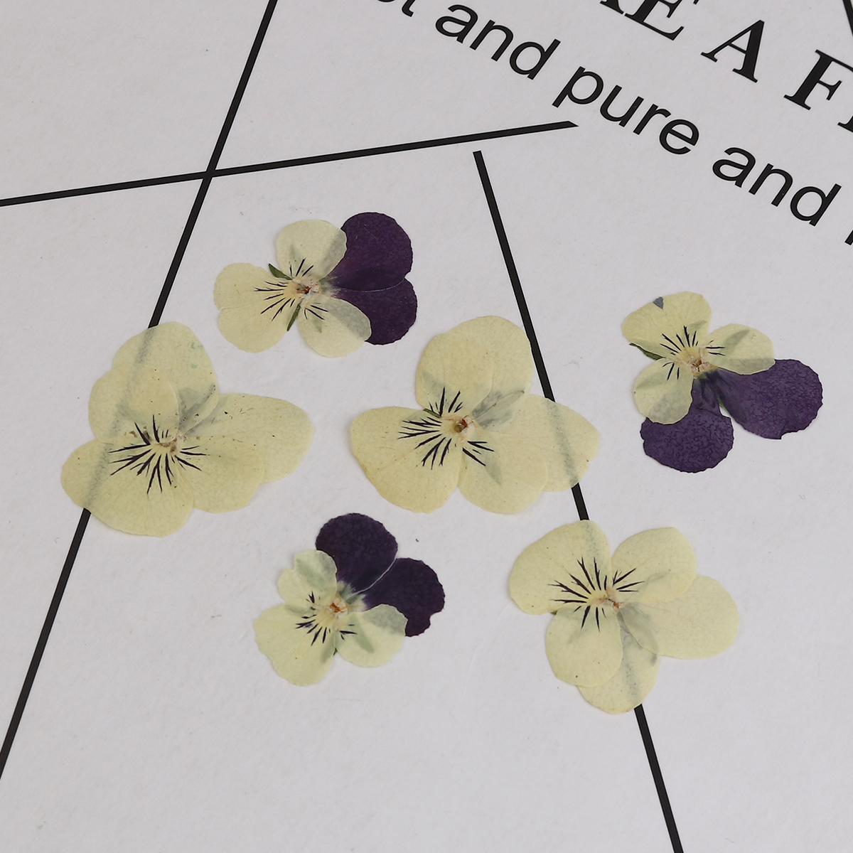 Picture of Real Dried Flower Resin Jewelry DIY Making Craft Yellow Pansy 30mm x26mm(1 1/8" x1") - 22mm x22mm( 7/8" x 7/8"), 1 Packet ( 12 PCs/Packet)