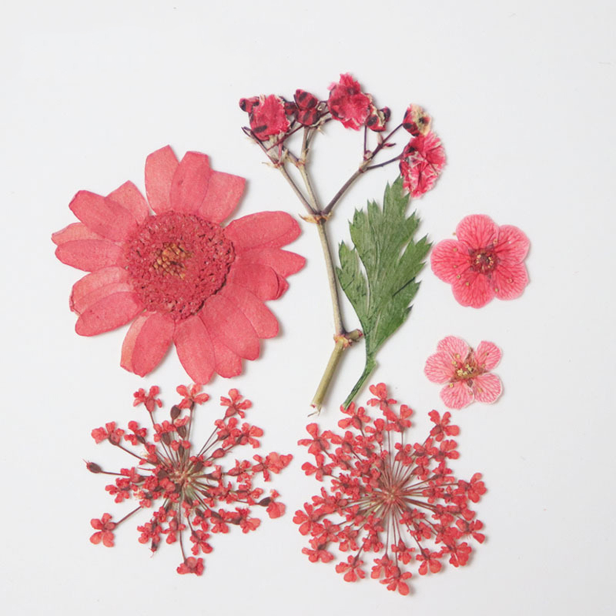 Picture of Real Dried Flower Resin Jewelry Craft Filling Material Red 3.8cm x 2.5cm - 0.7cm x 0.7cm, 1 Packet ( 7 PCs/Packet)