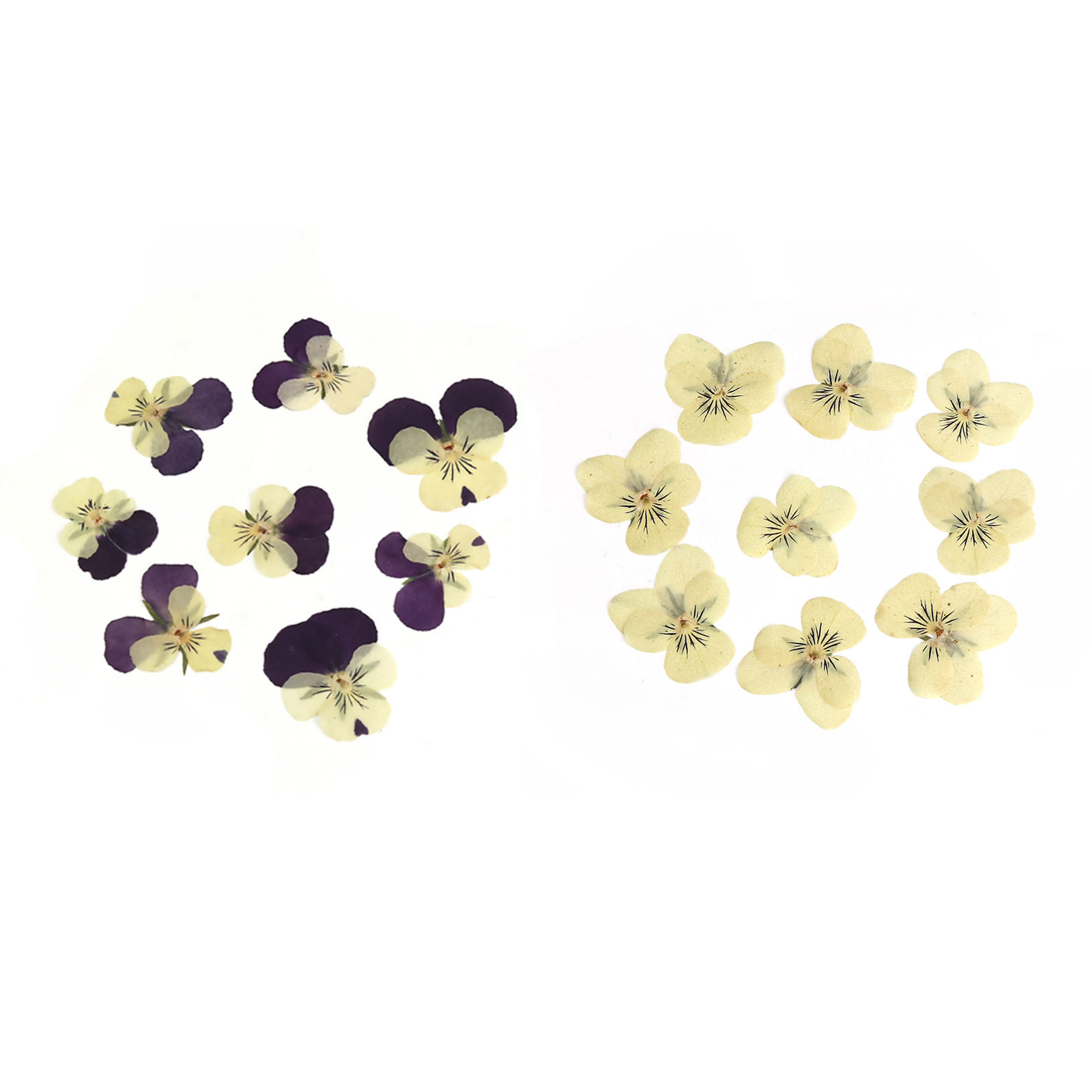Immagine di Fiore Reale Secchi Strumenti di Gioielli in Resina Colore Viola 16.5cm x 1.8cm, 1 Pacchetto ( 8 Pz/Pacco)