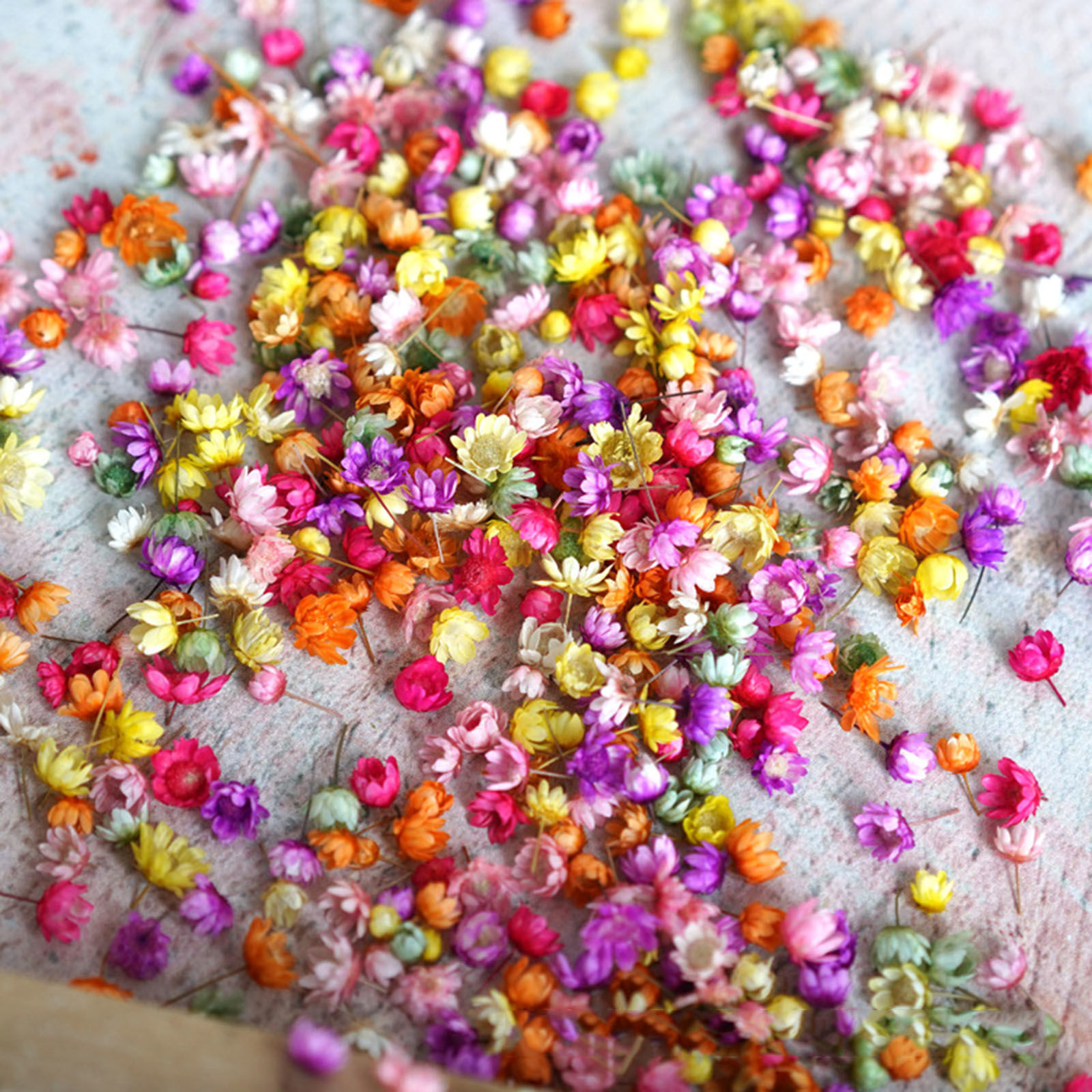Picture of Real Dried Flower Resin Jewelry Craft Filling Material Multicolor 1 Packet