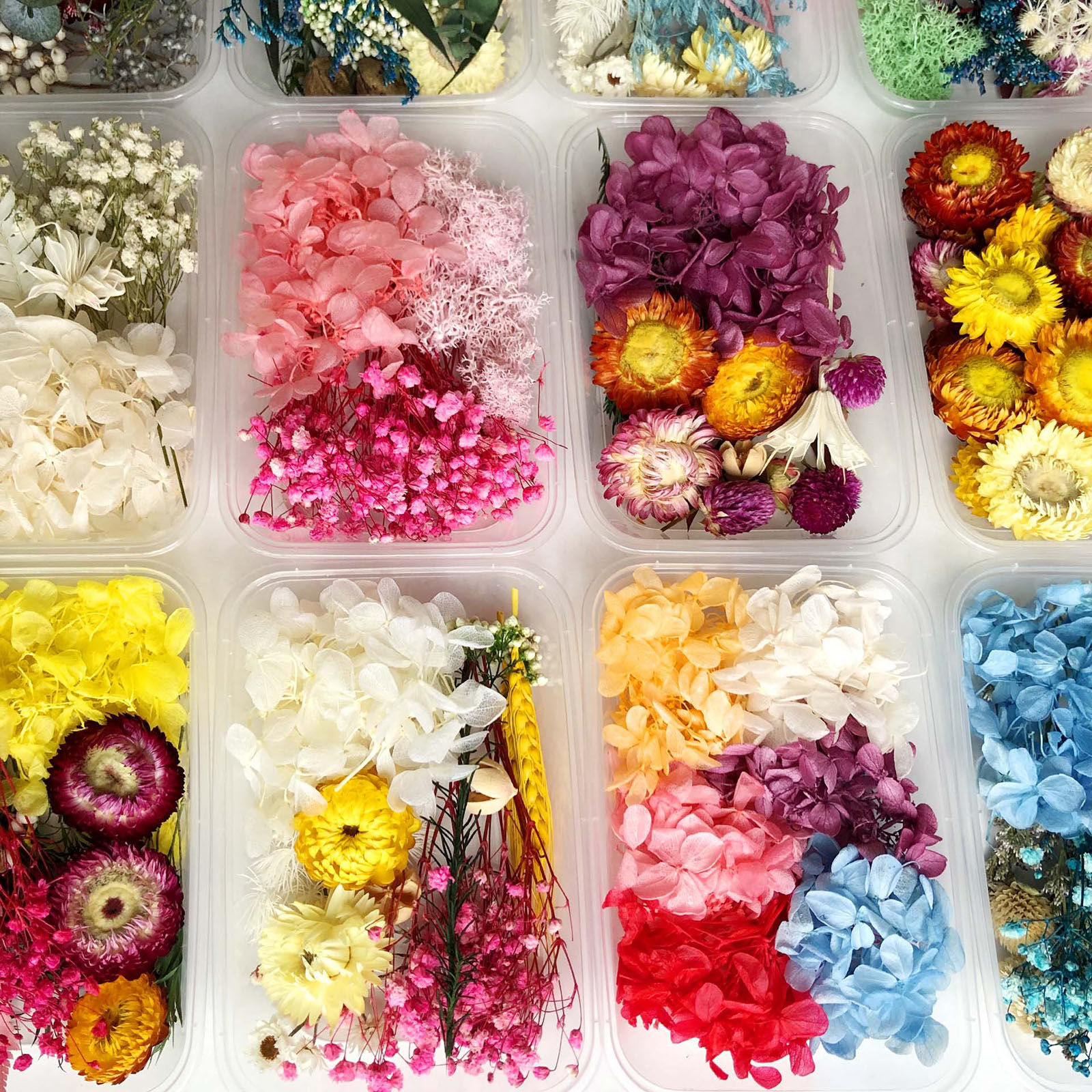 Picture of Real Dried Flower Resin Jewelry Craft Filling Material Multicolor 17cm x 12cm, 1 Box