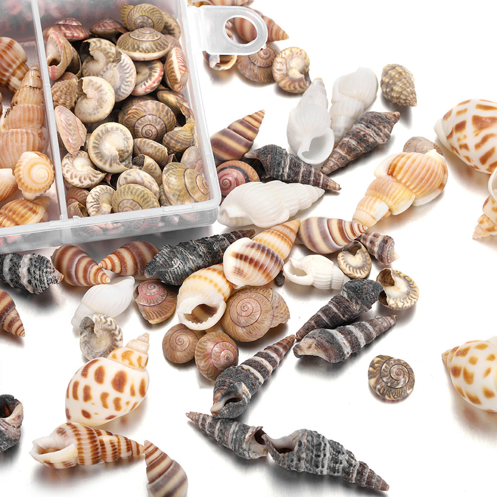 Picture of Shell DIY Handmade Craft Materials Accessories Natural Conch/ Sea Snail 1 Box