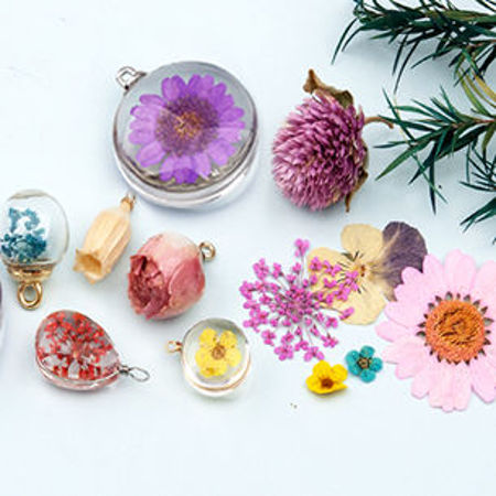 Image de la catégorie Collection de Fleur Séchée