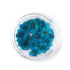 Picture of Real Dried Flower Resin Jewelry DIY Making Craft Daffodil Lake Blue 8mm x8mm( 3/8" x 3/8") - 6mm x6mm( 2/8" x 2/8"), 1 Box ( 20 PCs/Box)