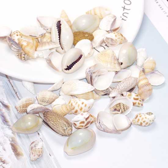 Picture of Shell Resin Jewelry Craft Filling Material At Random Conch/ Sea Snail 3.2cm x 1.4cm - 0.8cm x 0.7cm, 2 Packets