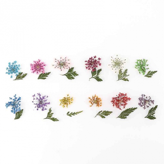 Imagen de Flores Secas Reales Artesanía de Resina Relleno Material Multicolor Mixto 13cm x 5cm, 1 Caja