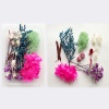 Picture of Real Dried Flower Resin Jewelry Craft Filling Material Multicolor 17cm x 12cm, 1 Box