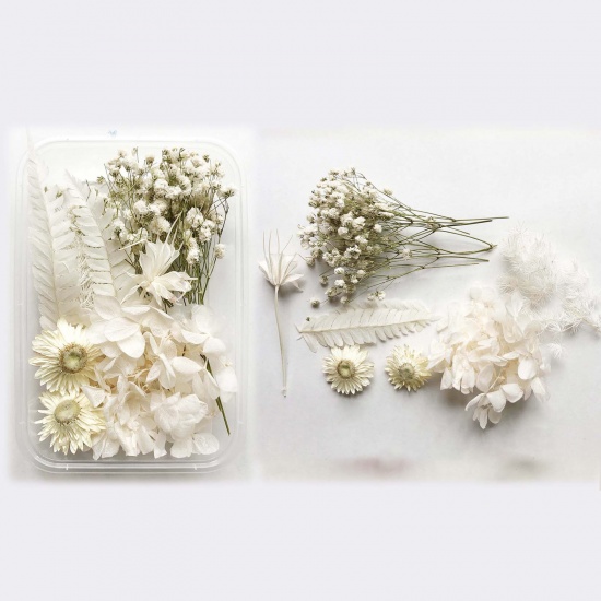 Picture of Real Dried Flower Resin Jewelry Craft Filling Material White 17cm x 12cm, 1 Box
