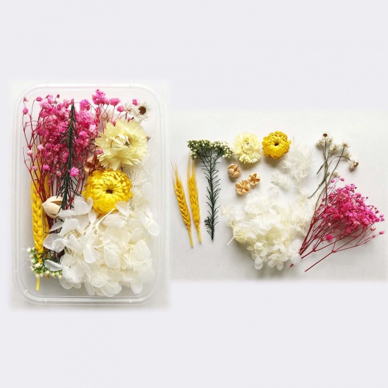 Immagine di Fiore Reale Secchi Artigianato in Resina Materiale di Riempimento Multicolore 17cm x 12cm, 1 Scatola