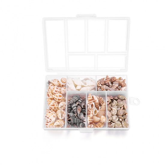 Picture of ( 90g ) Shell DIY Handmade Craft Materials Accessories Natural Conch/ Sea Snail 1 Box