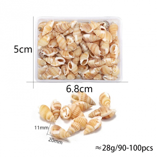 Picture of ( 90g ) Shell DIY Handmade Craft Materials Accessories Natural Conch/ Sea Snail 1 Box