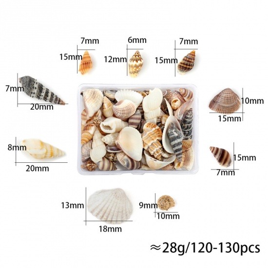 Bild von ( 90g ) Shell DIY Handmade Craft Materials Zubehör Natural Conch / Sea Snail 1 Box