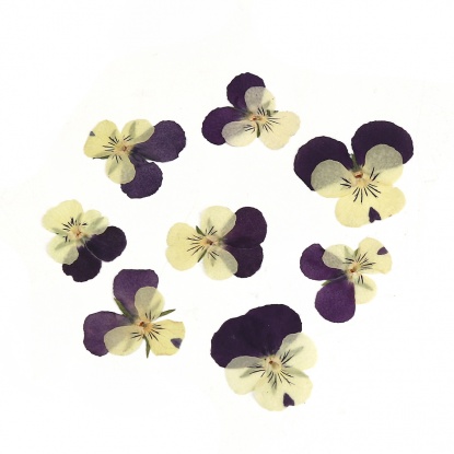 Immagine di Fiore Reale Secchi Strumenti di Gioielli in Resina Viola Scuro Viola del Pensiero 30mm x 26mm, 1 Pacchetto ( 12 Pz/Pacco)