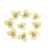 Picture of Real Dried Flower Resin Jewelry DIY Making Craft Yellow Pansy 30mm x26mm(1 1/8" x1") - 22mm x22mm( 7/8" x 7/8"), 1 Packet ( 12 PCs/Packet)