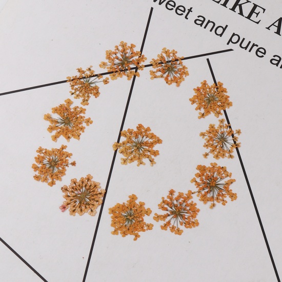 Image de Outils de Bijoux en Résine en Fleurs Séchées Orange 27mm x 27mm - 17mm x 17mm, 1 Paquet (12 Pcs/Paquet)