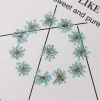 Picture of Real Dried Flower Resin Jewelry DIY Making Craft Mint Green 27mm x27mm(1 1/8" x1 1/8") - 17mm x17mm( 5/8" x 5/8"), 1 Packet ( 12 PCs/Packet)