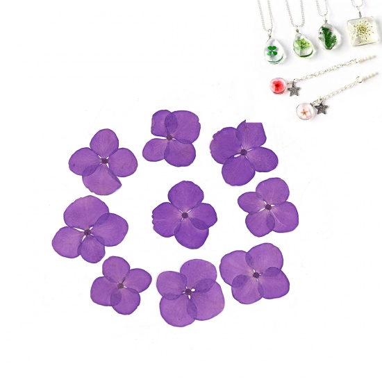 Picture of Real Dried Flower Resin Jewelry DIY Making Craft Hydrangea Dark Purple 30mm x30mm(1 1/8" x1 1/8") - 17mm x17mm( 5/8" x 5/8"), 1 Packet ( 12 PCs/Packet)