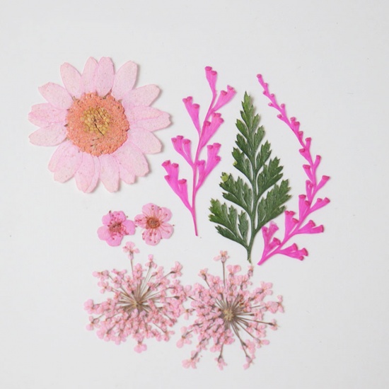 Picture of Real Dried Flower Resin Jewelry Craft Filling Material Pink 3.8cm x 2.5cm - 0.7cm x 0.7cm, 1 Packet ( 7 PCs/Packet)