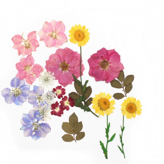 Picture of Real Dried Mixed Flower Resin Jewelry Craft Filling Material White 8cm x4.5cm(3 1/8" x1 6/8") - 2cm x1.5cm( 6/8" x 5/8"), 1 Packet ( 18 PCs/Packet)