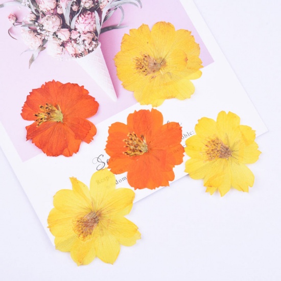 Picture of Real Dried Flower Resin Jewelry Craft Filling Material Orange & Yellow 6cm x 6cm - 4cm x 4cm, 1 Packet ( 6 PCs/Packet)