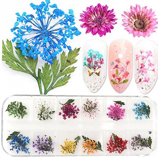 Picture of Real Dried Flower Resin Jewelry Craft Filling Material Multicolor Mixed 13cm x 5cm, 1 Box