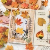 Immagine di PET DIY Decorazione Di Scrapbook Adesivi Multicolore Foglia 14.8cm x 8cm, 1 Serie ( 40 Pz/Serie)