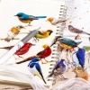 Immagine di PET DIY Decorazione Di Scrapbook Adesivi Multicolore Uccello 10cm x 5cm, 1 Serie ( 30 Pz/Serie)
