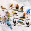 Immagine di PET DIY Decorazione Di Scrapbook Adesivi Multicolore Uccello 10cm x 5cm, 1 Serie ( 30 Pz/Serie)
