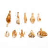 Bild von Acryl Ozean Schmuck Anhänger Strandschnecke Khaki , mit Muschelschale Muster, 1 Packung
